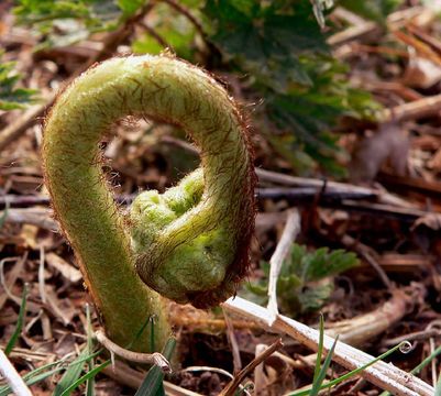 Image of Eastern brakenfern