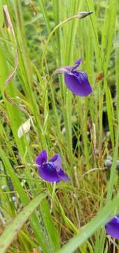 Imagem de Utricularia reticulata Sm.