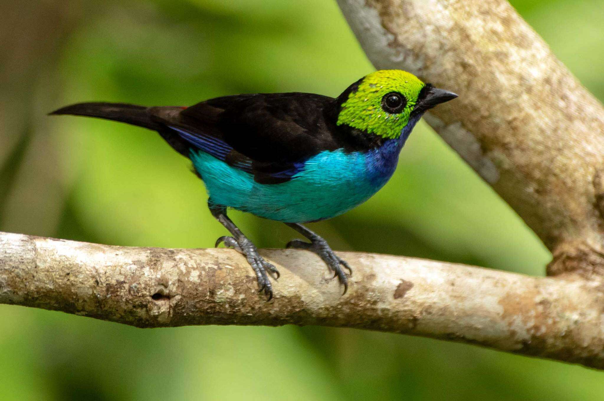 Image of Paradise Tanager