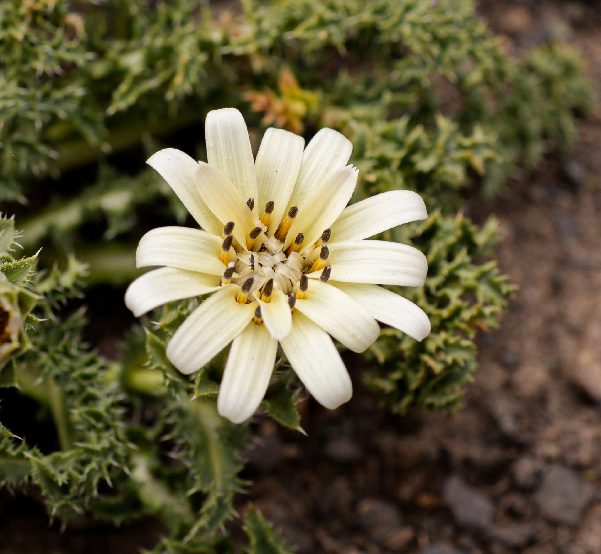 Sivun Perezia carthamoides (D. Don) Hook. & Arn. kuva