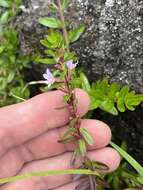 Image de Lythrum maritimum Kunth