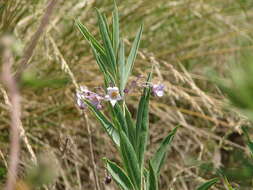 Image of waxyleaf nightshade