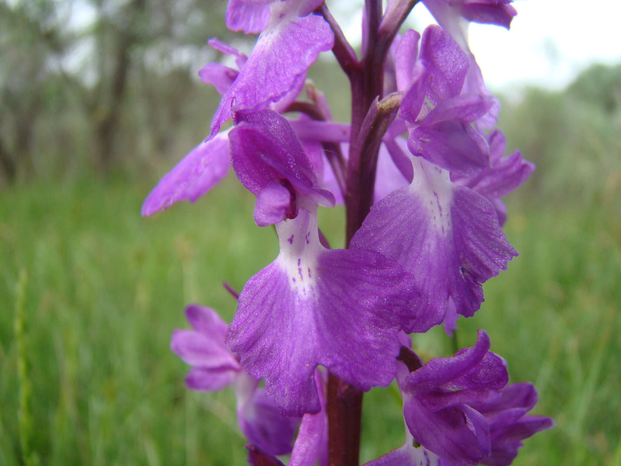 Image of Anacamptis palustris subsp. elegans (Heuff.) R. M. Bateman, Pridgeon & M. W. Chase