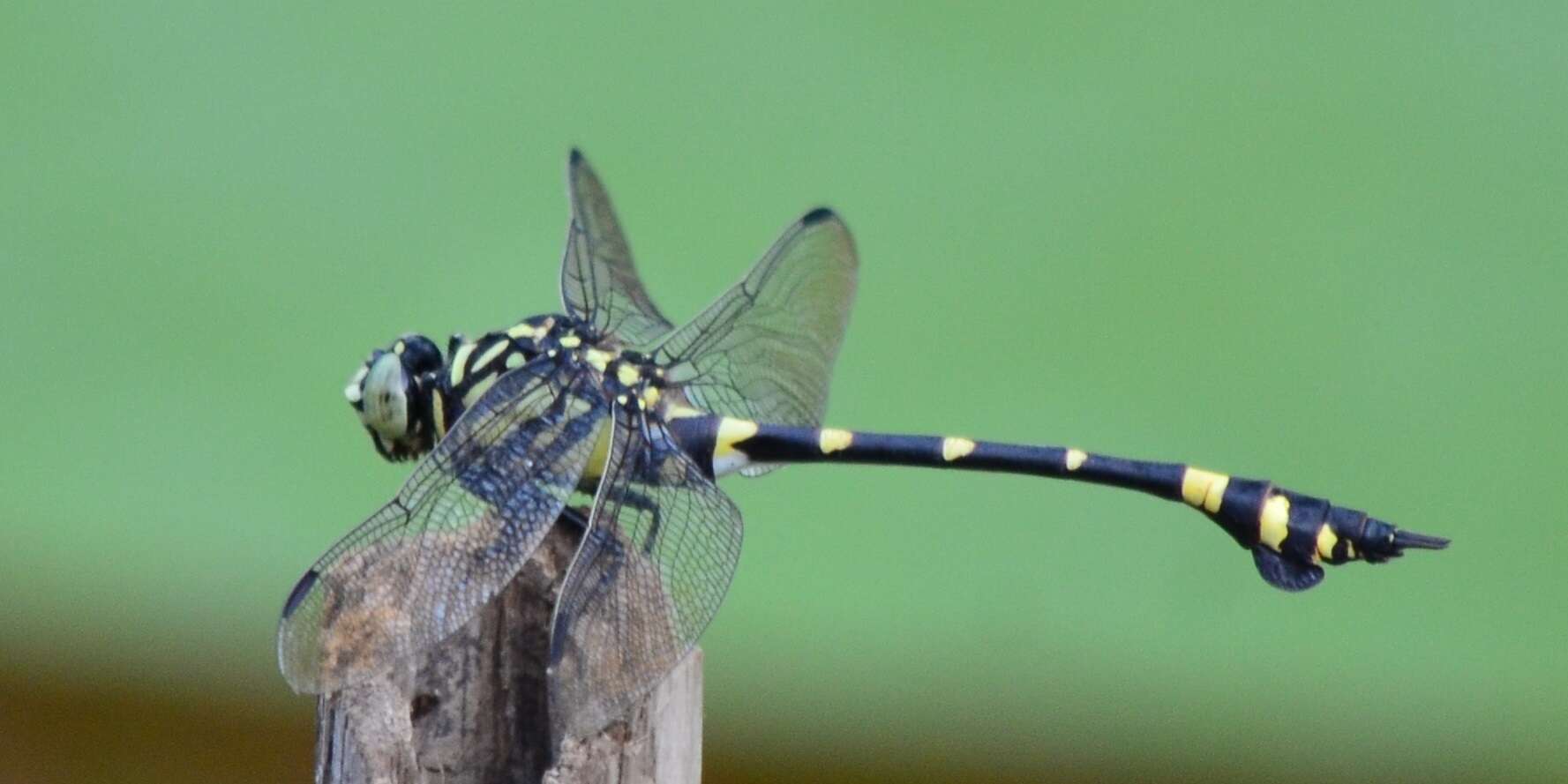 Imagem de Ictinogomphus rapax (Rambur 1842)