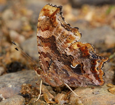 Image of Eastern Comma