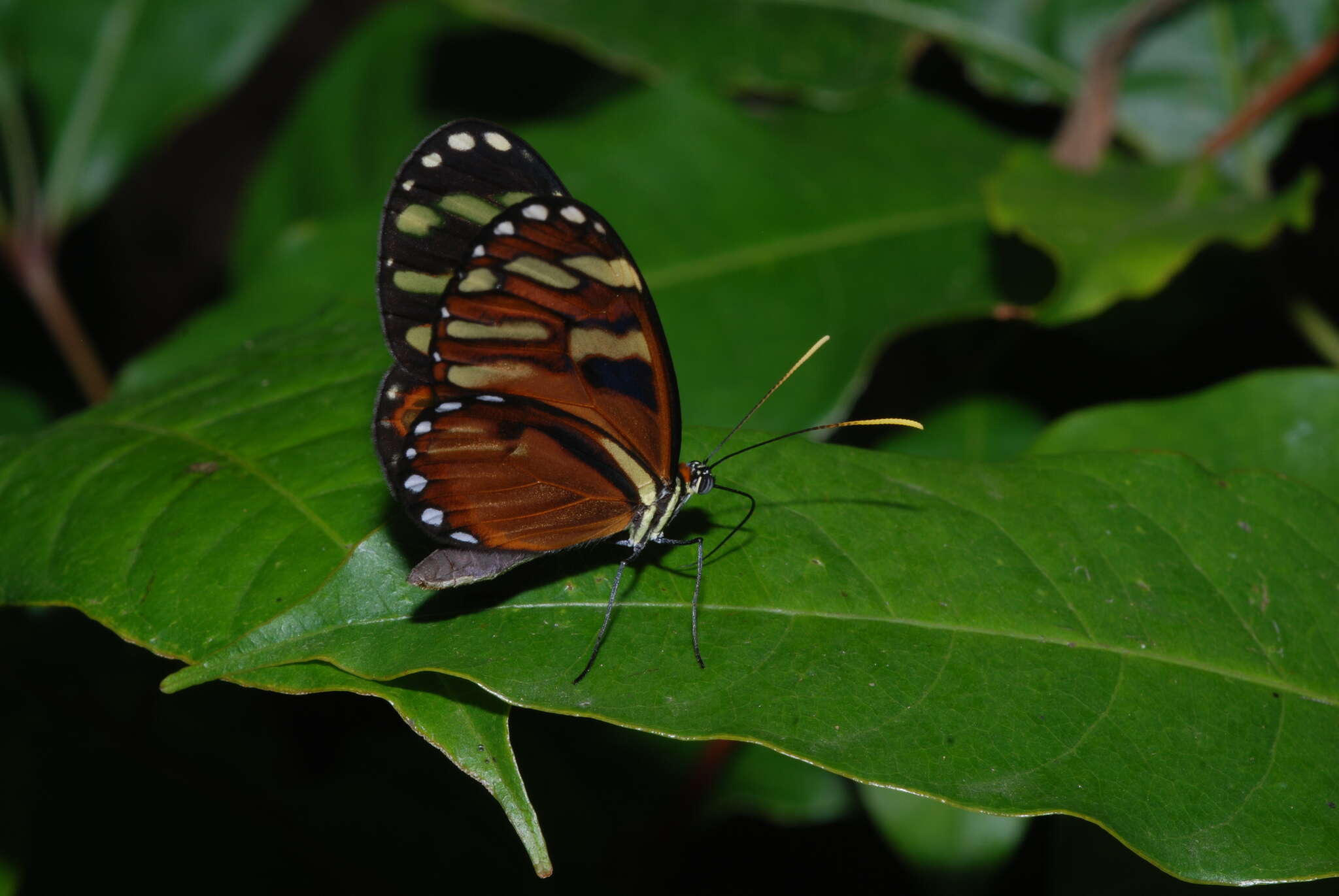 Image of Ithomia heraldica Bates 1866