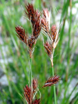 Image de Thamnochortus lucens (Poir.) H. P. Linder