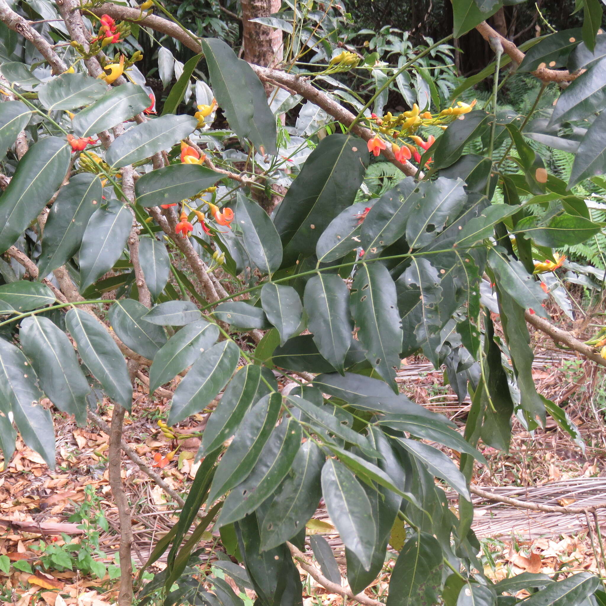 Image de Castanospermum