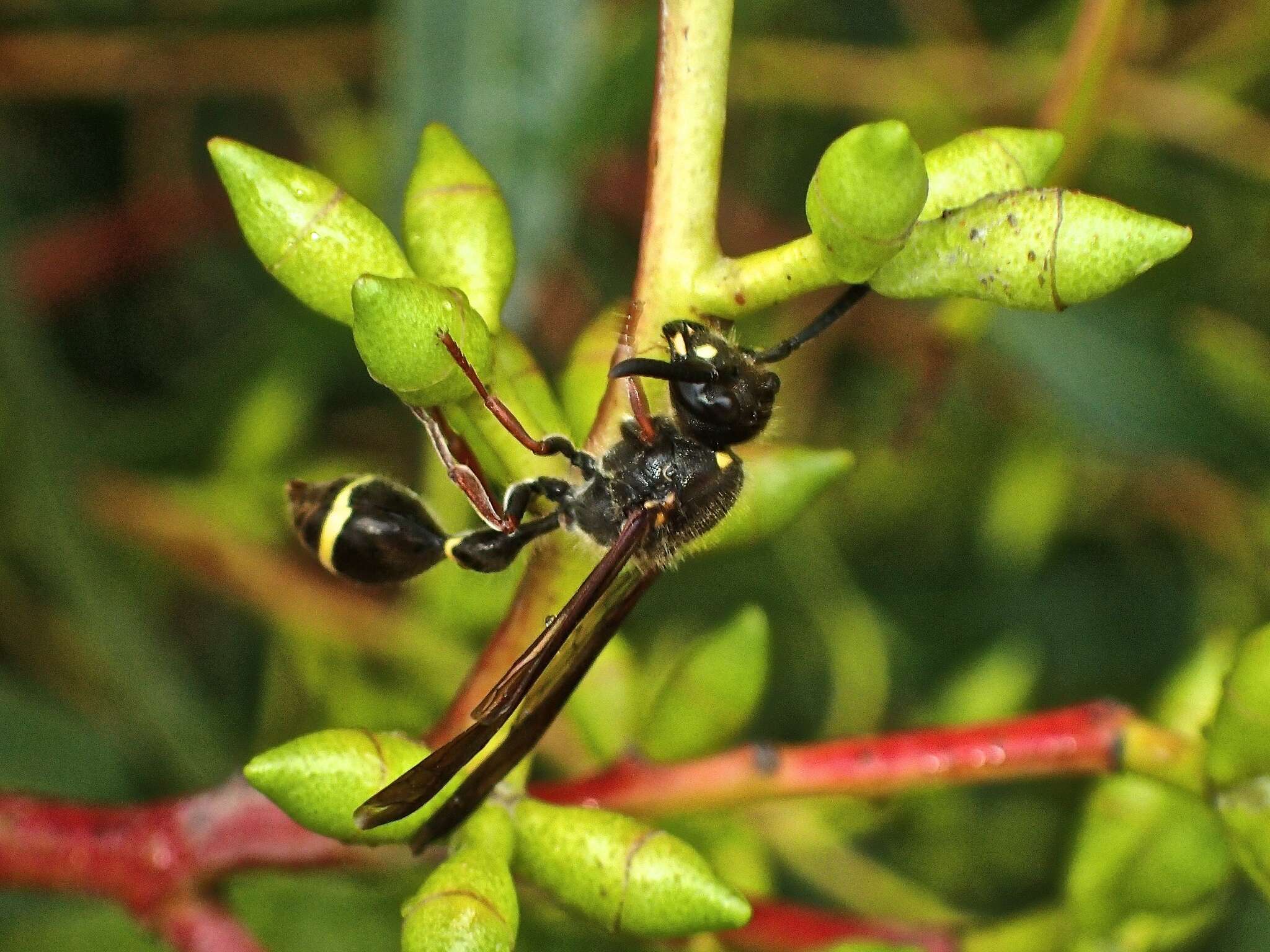 Image of Australozethus tasmaniensis Giordani Soika 1969