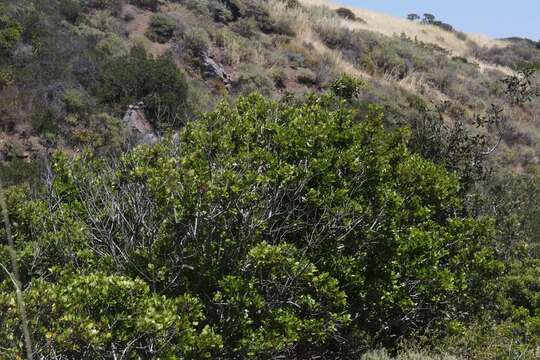 Imagem de Endotropis crocea subsp. pirifolia (Greene) Hauenschild