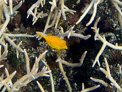 Image of Yellow boxfish