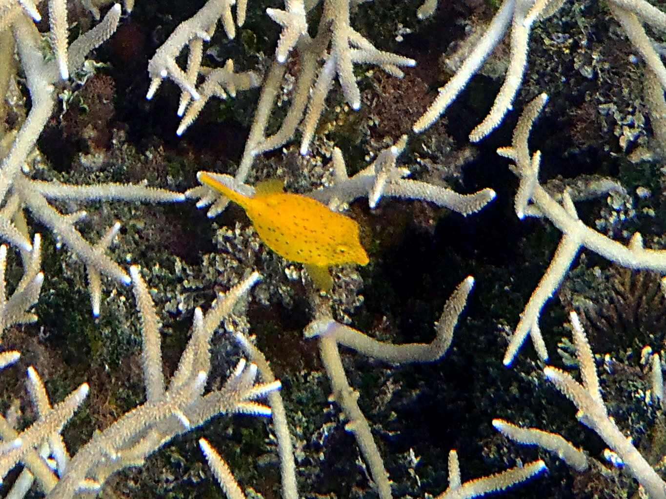 Image of Yellow boxfish