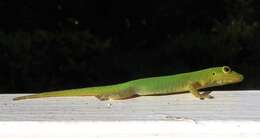 Imagem de Phelsuma v-nigra v-nigra Boettger 1913