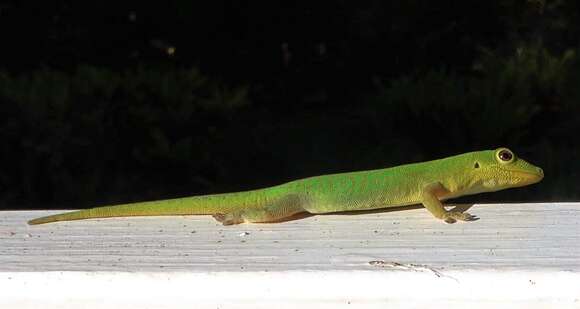 Image of Phelsuma v-nigra v-nigra Boettger 1913