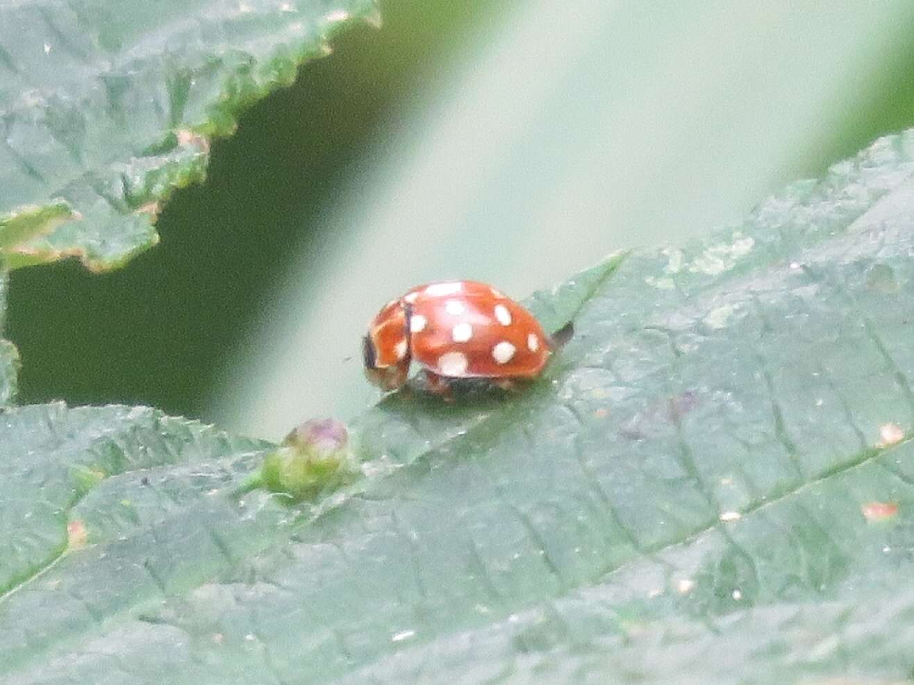 Image of Calvia quatuordecimguttata (Linnaeus 1758)