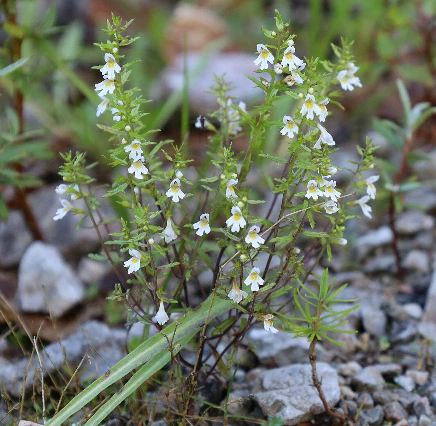 Image of Irish Eyebright