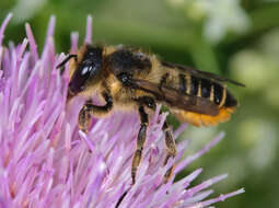 Image of Megachile leaf-cutter bee