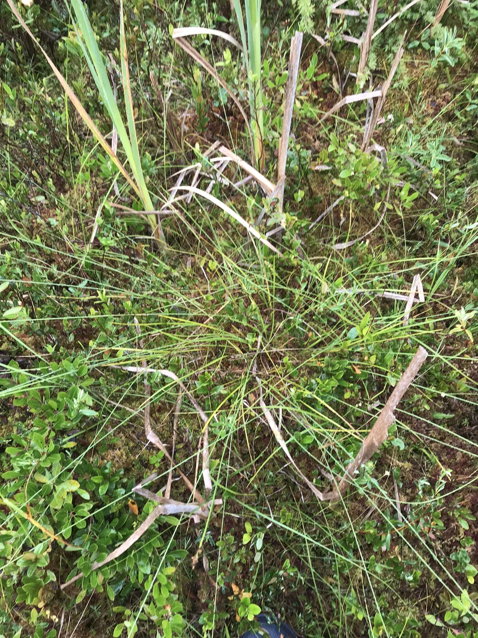 Image of prickly bog sedge