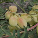 Image of Astragalus looseri I. M. Johnston