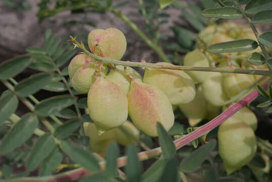 Image of Astragalus looseri I. M. Johnston