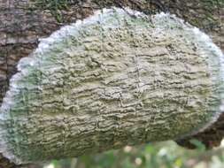 Image of blemished lichen