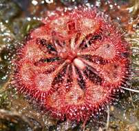 صورة Drosera burkeana Planch.