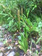 Plantago tweedyi A. Gray resmi