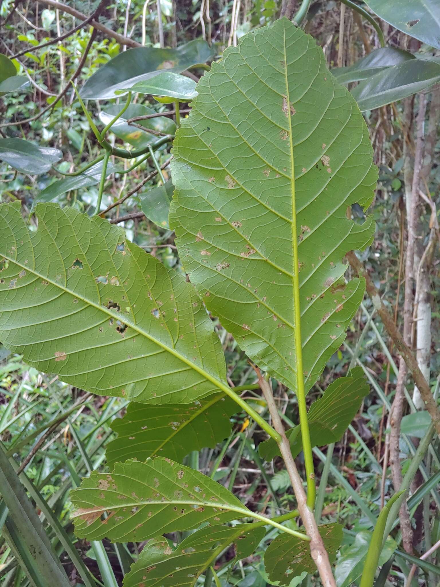 Image de Pisonia roqueae Trejo & Caraballo