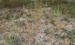 Image of Centaurium littorale subsp. compressum (Hayne) J. Kirschner