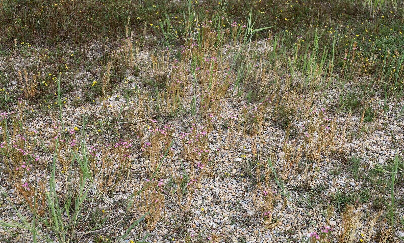 Image of Centaurium littorale subsp. compressum (Hayne) J. Kirschner