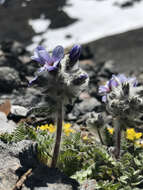 Image of Polemonium villosissimum (Hultén) D. F. Murray & Elven