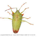 صورة <i>Acanthosoma nigrodorsum</i>