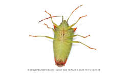 صورة <i>Acanthosoma nigrodorsum</i>