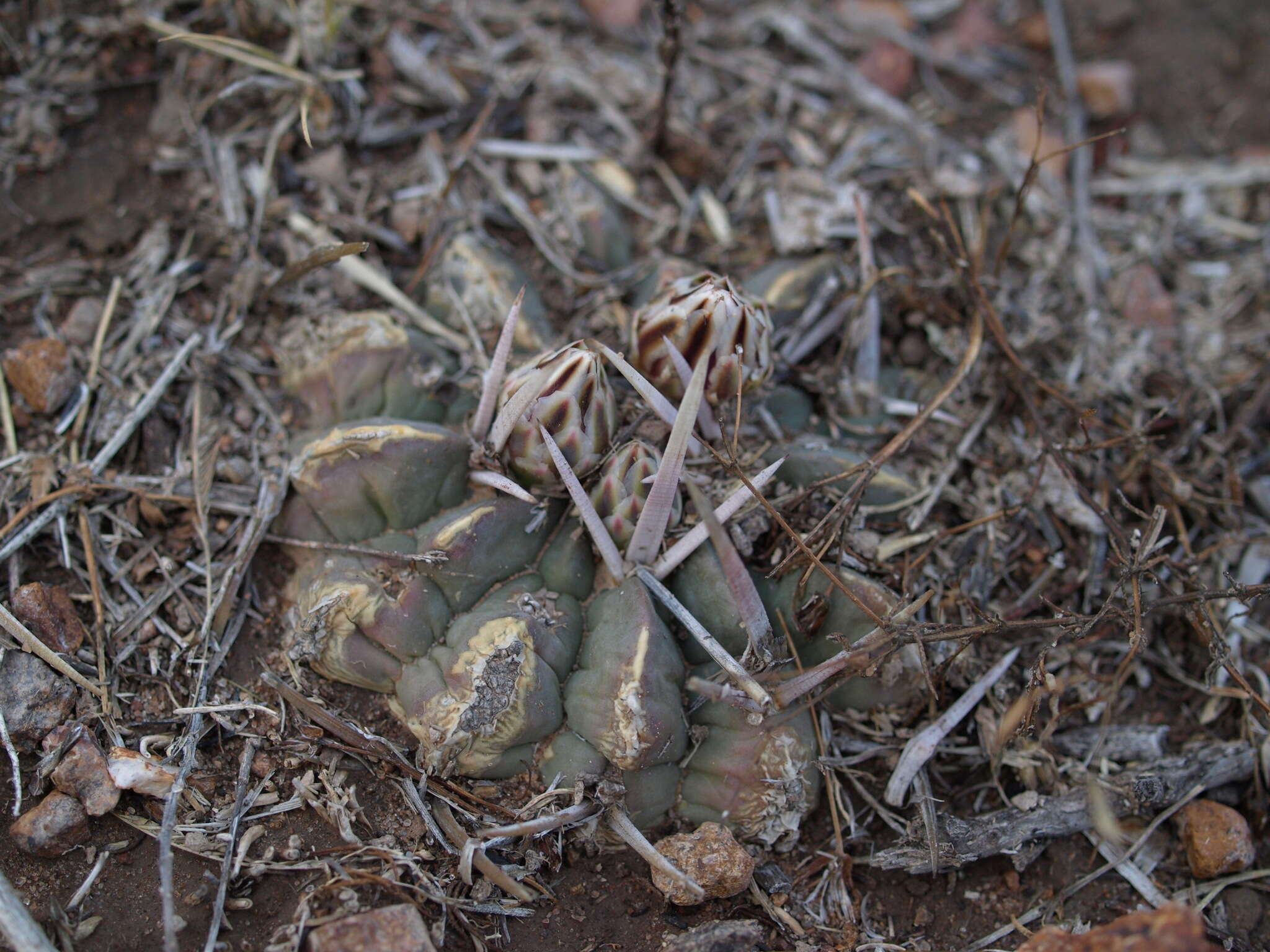 Image of Stenocactus coptonogonus (Lem.) A. Berger