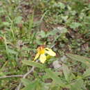 Image de Hypericum ascyron subsp. gebleri (Ledeb.) N. Robson