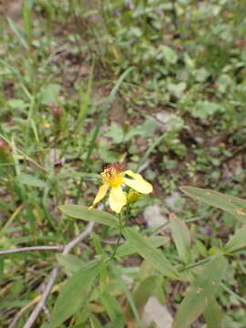 Image de Hypericum ascyron subsp. gebleri (Ledeb.) N. Robson