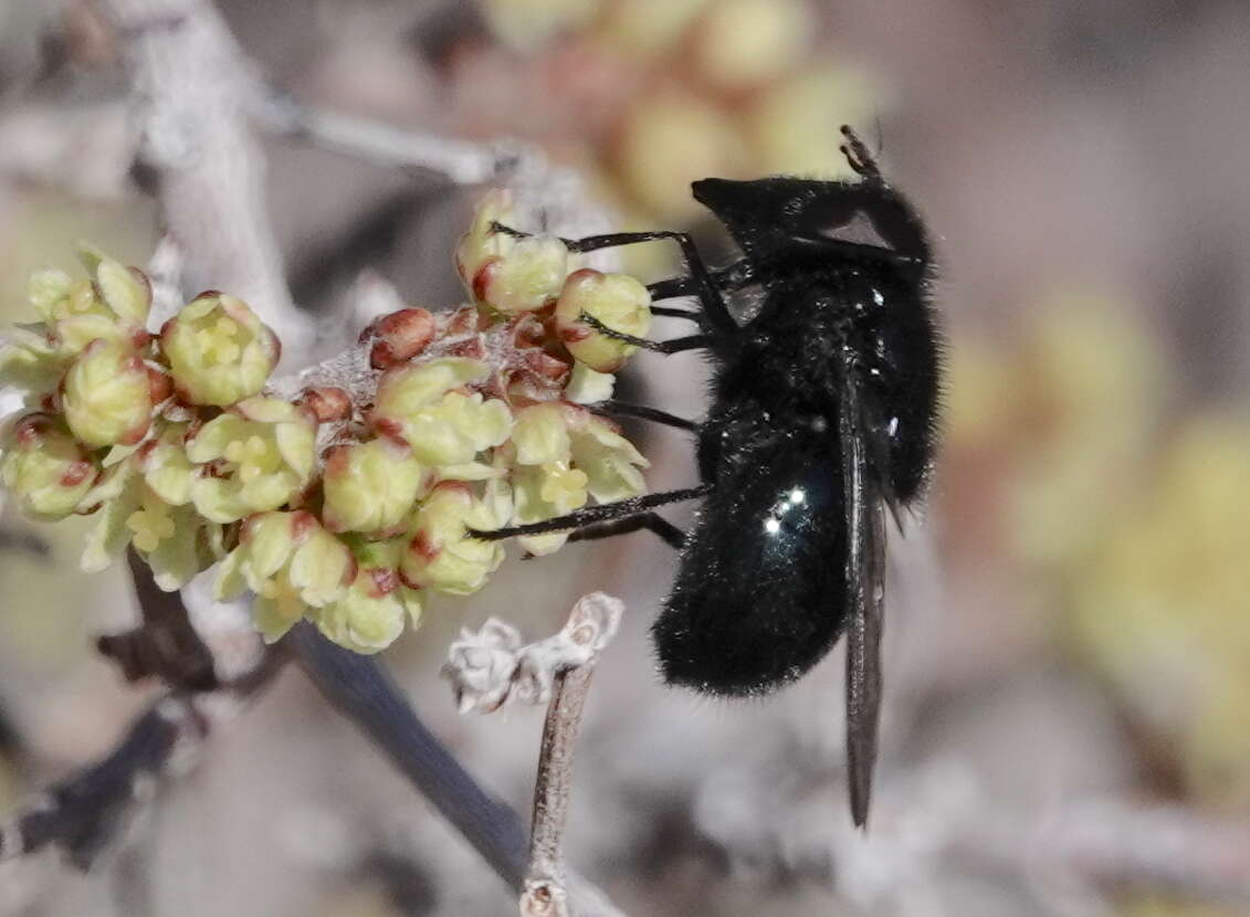 Image of Comstock's Bromeliad Fly