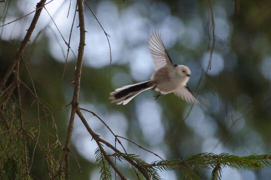 Image of Aegithalos caudatus caudatus (Linnaeus 1758)