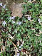 Image of Veronica oligosperma Hayata