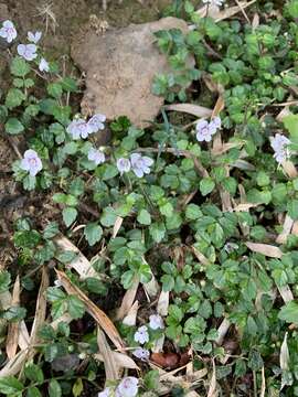 Image of Veronica oligosperma Hayata