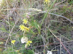 Ursinia anthemoides (L.) Poir. resmi