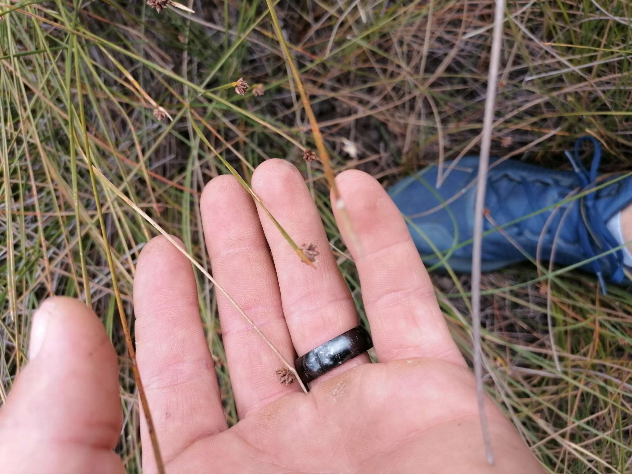 Imagem de Isolepis costata Hochst. ex A. Rich.