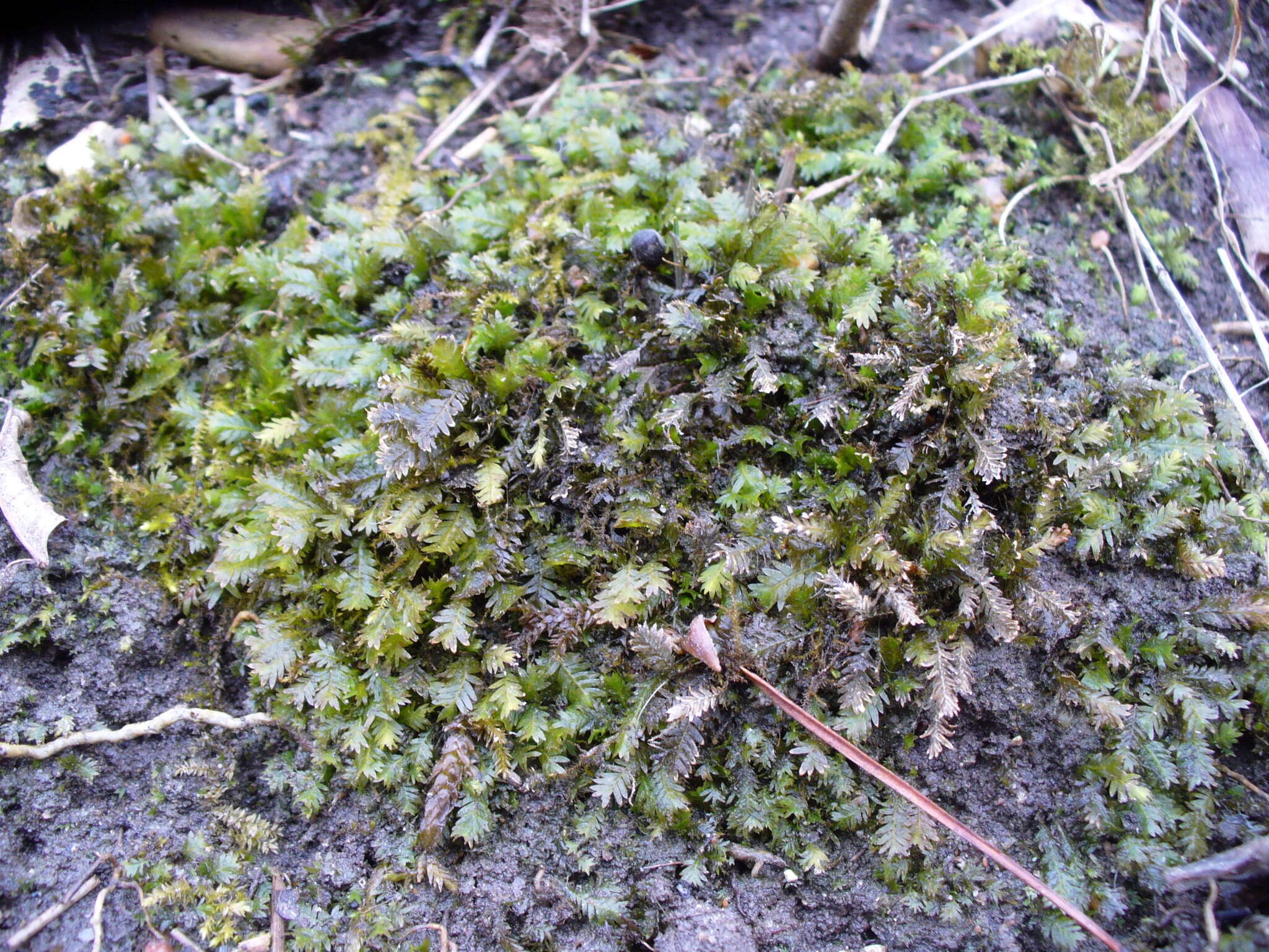 Image of fissidens moss