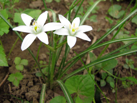 Image of Star-of-Bethlehem