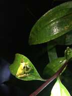 Image of executioner treefrog