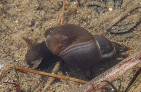 Image of Great Pond Snail