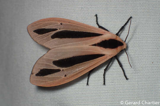 Image of Creatonotos fasciatus Candèze 1927