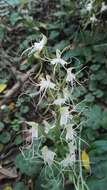 Bonatea polypodantha (Rchb. fil.) L. Bolus resmi