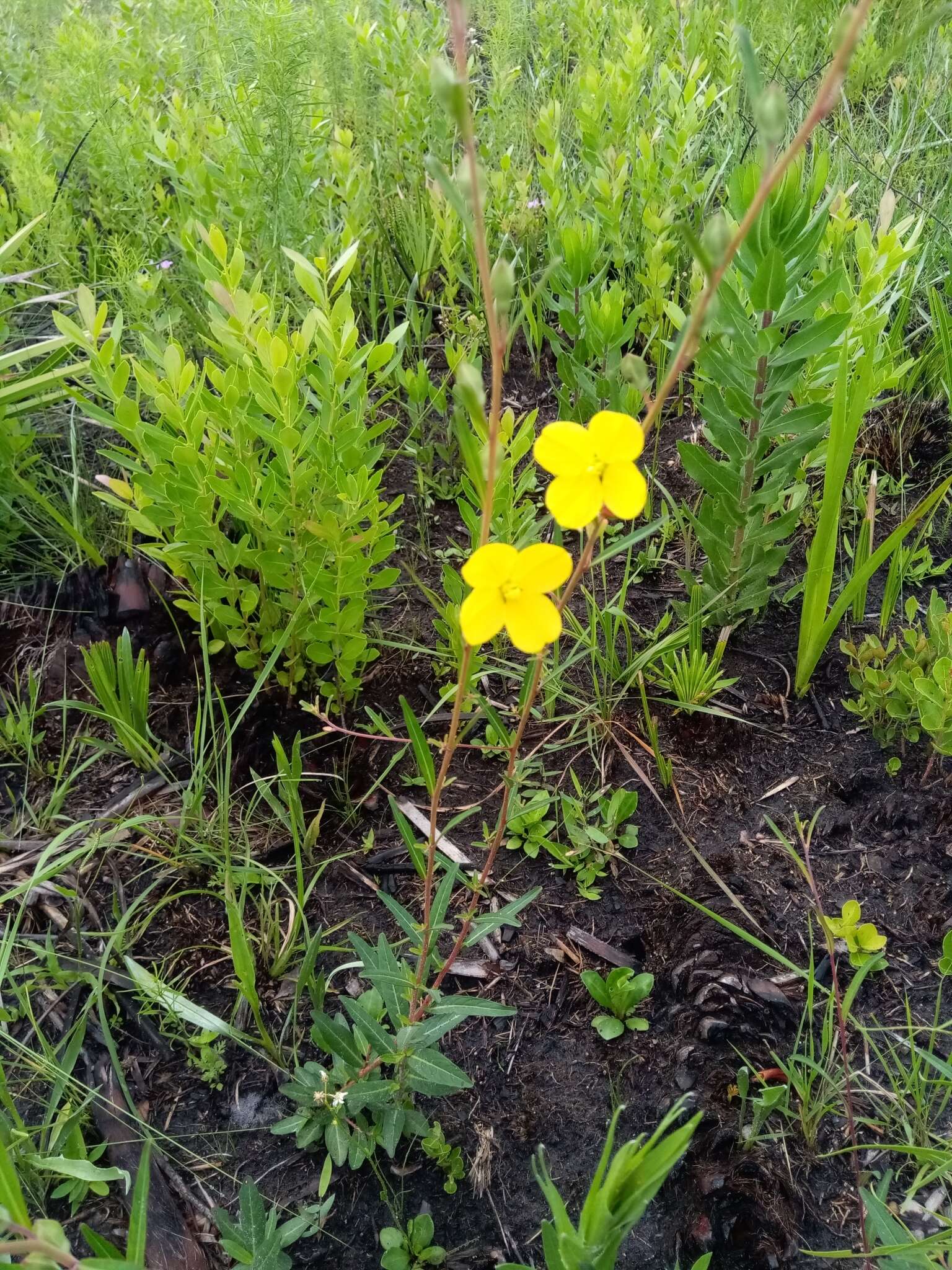 Imagem de Ludwigia maritima Harper