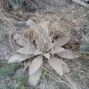 Image of Verbascum songaricum Schrenk